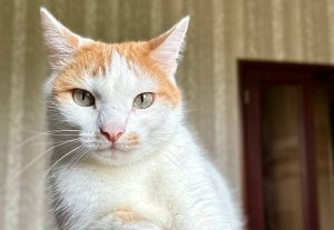 Жители Краснопахорского смогут привести животных на вакцинацию. Фото: Валерия Соловьева, «Вечерняя Москва»