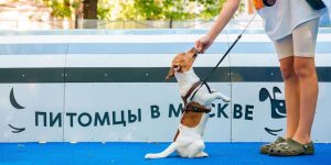 Курс разработан зоотехником-кинологом, преподавателем Российской кинологической федерации и автором ряда профильных изданий Евгением Цигельницким. Фото: пресс-служба автономной некоммерческой организации «Комплексное развитие района «Мой район»