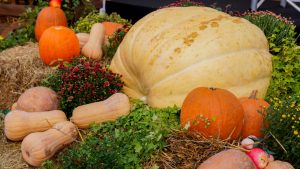 Жителей Краснопахорского района пригласили на региональный фестиваль «Осенины 2025». Фото: Ксения Догонашева, «Вечерняя Москва»