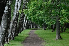 Пространство для глэмпинга обустроят в Краснопахорском районе. Фото: Анна Быкова, «Вечерняя Москва»
