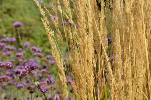Сотрудники ГБУ «Жилищник Краснопахорского района» привели в порядок цветочные клумбы. Фото: Анна Быкова, «Вечерняя Москва»
