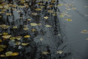 В субботу москвичей ждут небольшие дожди. Фото: Анна Быкова, «Вечерняя Москва»