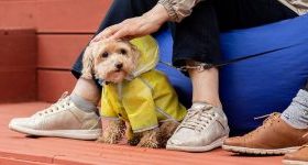 Если животное застряло в окне, получило травму или отравилось, то следует незамедлительно обратиться к ветеринарному врачу. Фото: пресс-служба Комитета ветеринарии города Москвы