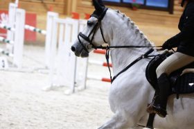 Москвичей пригласили на турнир по конному спорту. Фото: официальный Telegram-канал КСК «Пегас»