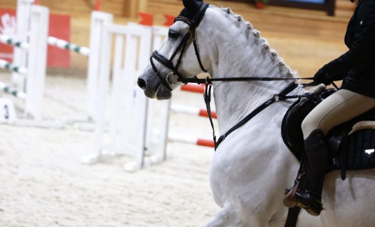 Москвичей пригласили на турнир по конному спорту. Фото: официальный Telegram-канал КСК «Пегас»