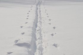 Запланирована лыжная прогулка в Краснопахорском. Фото: Анна Быкова, «Вечерняя Москва»